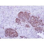 Immunohistochemistry - ZNF259 antibody from Signalway Antibody (22370) - Antibodies.com