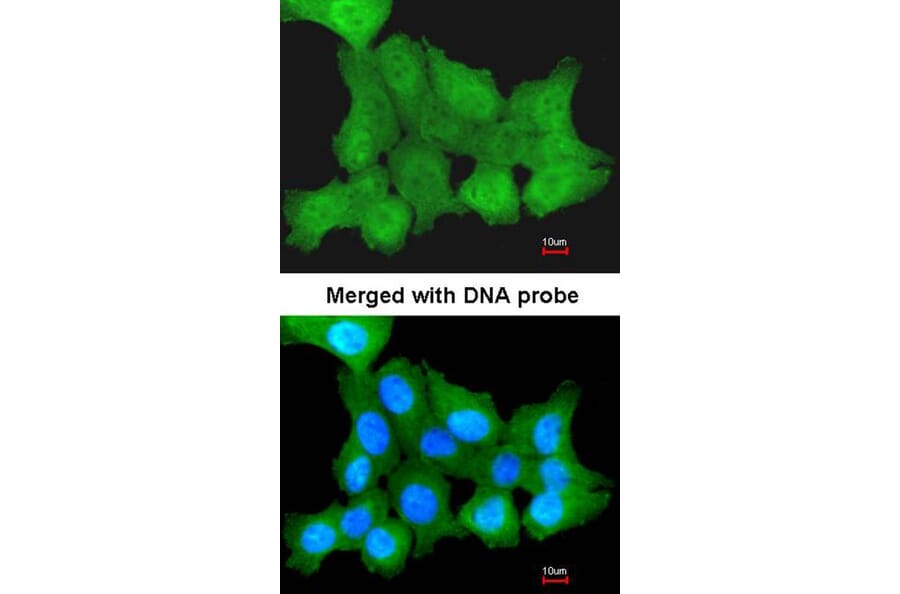Immunofluorescence - ZNF259 antibody from Signalway Antibody (22370) - Antibodies.com
