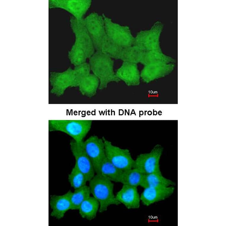 Immunofluorescence - ZNF259 antibody from Signalway Antibody (22370) - Antibodies.com
