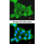 Immunofluorescence - ZNF259 antibody from Signalway Antibody (22370) - Antibodies.com