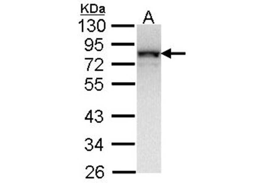 NDUFS1 antibody from Signalway Antibody (22417) - Antibodies.com