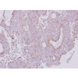 Immunohistochemistry - NDUFS1 antibody from Signalway Antibody (22417) - Antibodies.com