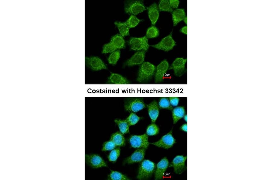 Immunofluorescence - NDUFS1 antibody from Signalway Antibody (22417) - Antibodies.com