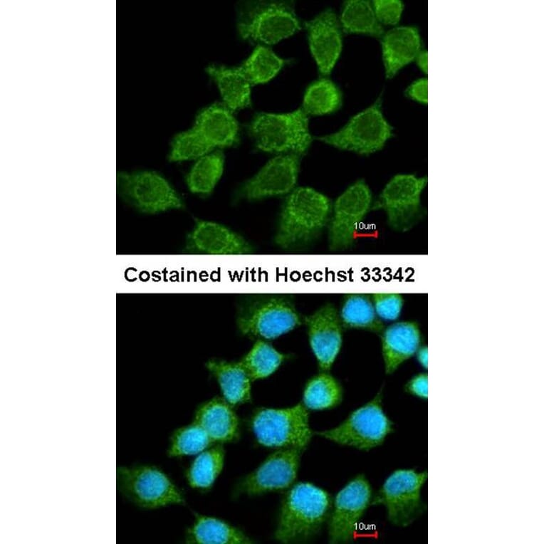 Immunofluorescence - NDUFS1 antibody from Signalway Antibody (22417) - Antibodies.com