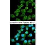 Immunofluorescence - NDUFS1 antibody from Signalway Antibody (22417) - Antibodies.com