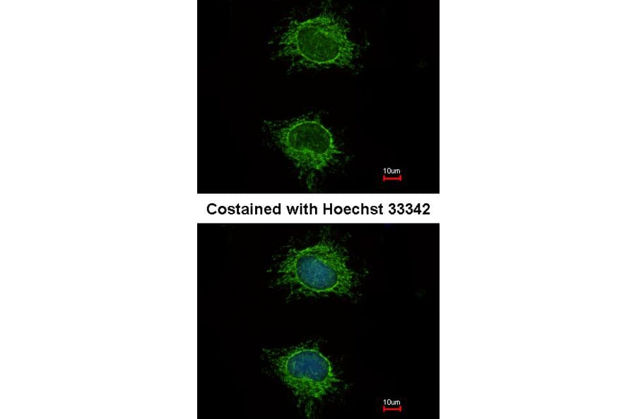 Immunofluorescence - NDUFS4 antibody from Signalway Antibody (22560) - Antibodies.com