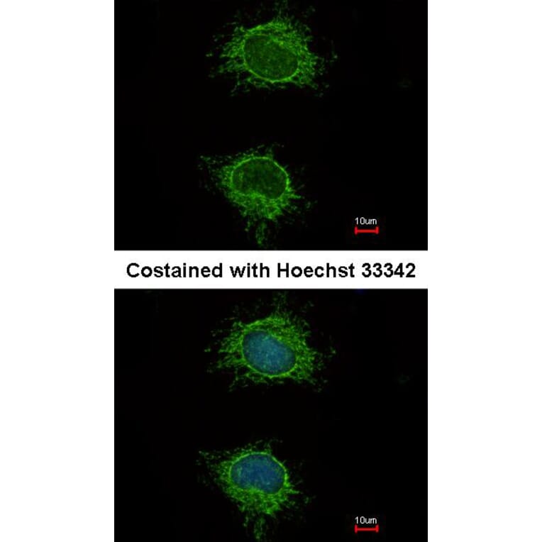 Immunofluorescence - NDUFS4 antibody from Signalway Antibody (22560) - Antibodies.com