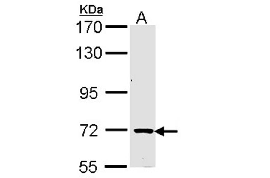 TRIM32 antibody from Signalway Antibody (22568) - Antibodies.com