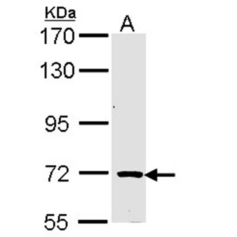 TRIM32 antibody from Signalway Antibody (22568) - Antibodies.com