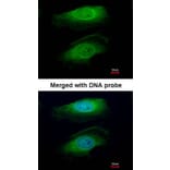 Immunofluorescence - RICTOR antibody from Signalway Antibody (22594) - Antibodies.com