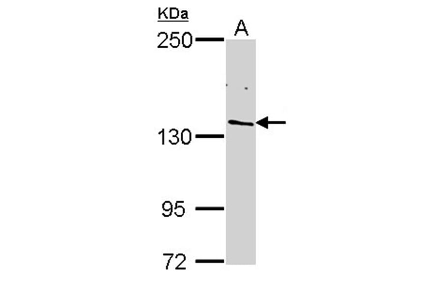 POLR2B antibody from Signalway Antibody (22649) - Antibodies.com