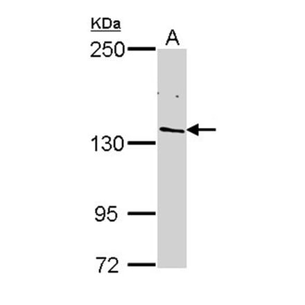 POLR2B antibody from Signalway Antibody (22649) - Antibodies.com