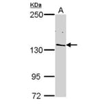 POLR2B antibody from Signalway Antibody (22649) - Antibodies.com