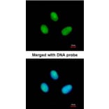 Immunofluorescence - POLR2B antibody from Signalway Antibody (22649) - Antibodies.com