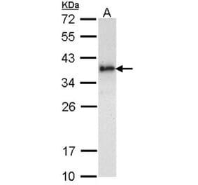 ML-IAP antibody from Signalway Antibody (22660) - Antibodies.com