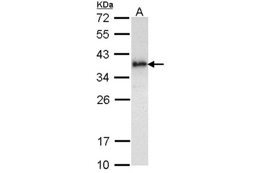 ML-IAP antibody from Signalway Antibody (22660) - Antibodies.com
