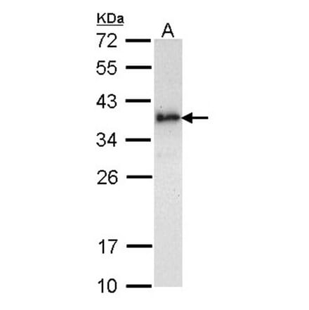 ML-IAP antibody from Signalway Antibody (22660) - Antibodies.com