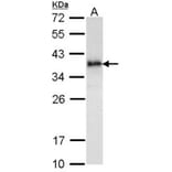 ML-IAP antibody from Signalway Antibody (22660) - Antibodies.com