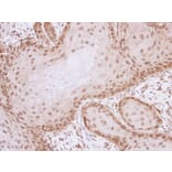 Immunohistochemistry - ML-IAP antibody from Signalway Antibody (22660) - Antibodies.com