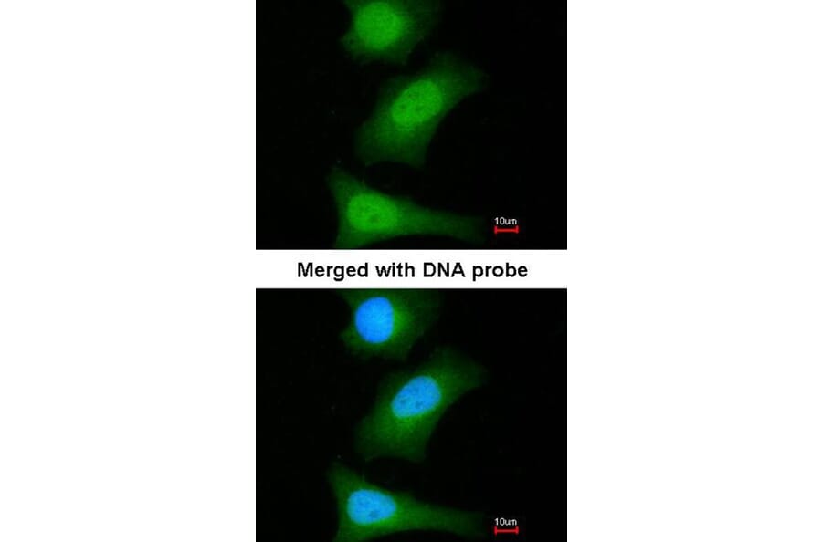 Immunofluorescence - ML-IAP antibody from Signalway Antibody (22660) - Antibodies.com