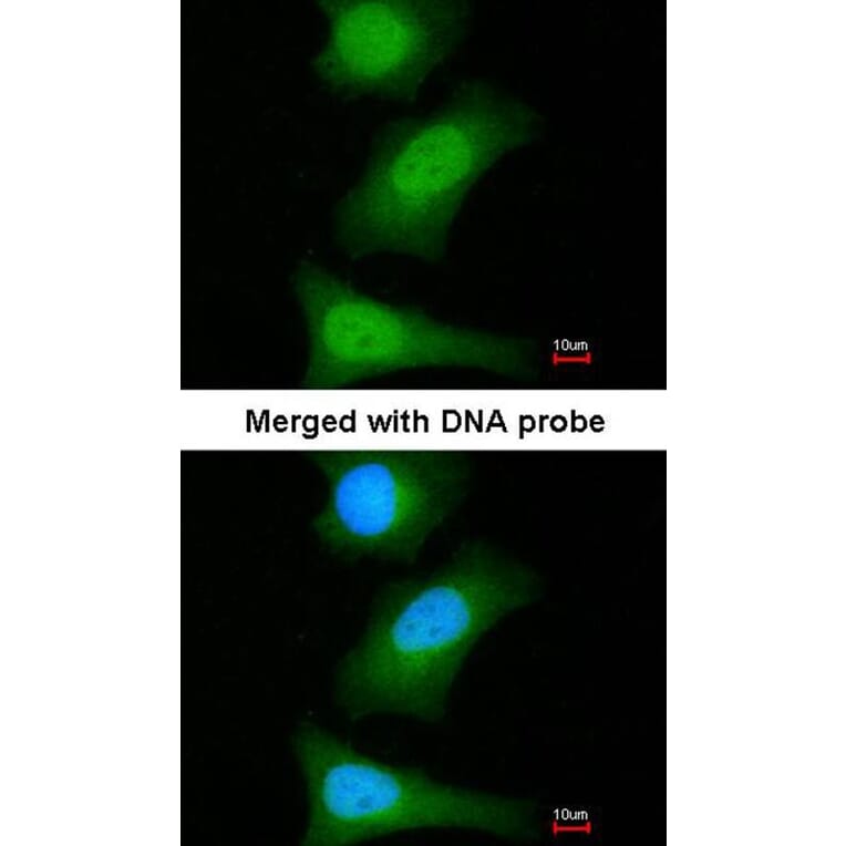 Immunofluorescence - ML-IAP antibody from Signalway Antibody (22660) - Antibodies.com