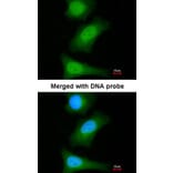 Immunofluorescence - ML-IAP antibody from Signalway Antibody (22660) - Antibodies.com