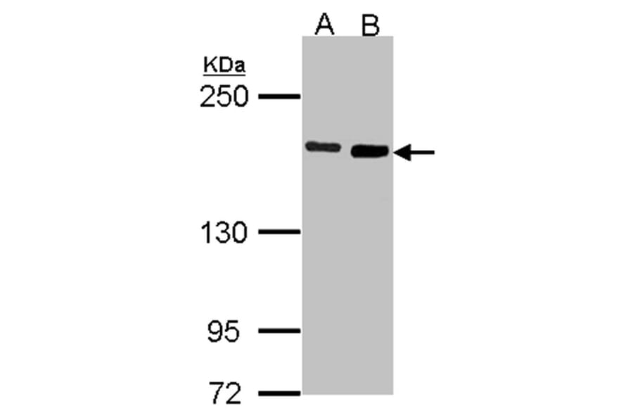 Dia 1 antibody from Signalway Antibody (22688) - Antibodies.com