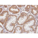Immunohistochemistry - Dia 1 antibody from Signalway Antibody (22688) - Antibodies.com