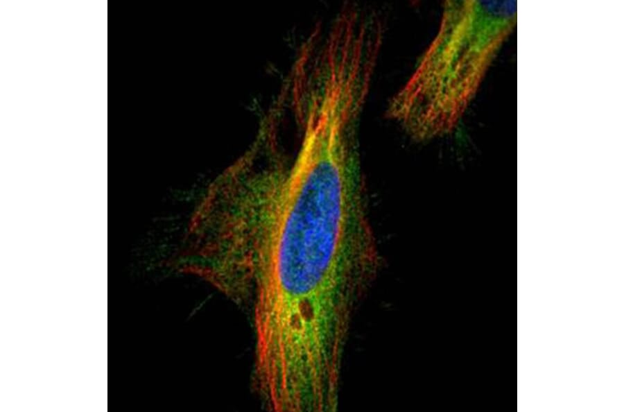 Dia 1 antibody from Signalway Antibody (22688) - Antibodies.com