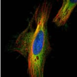 Dia 1 antibody from Signalway Antibody (22688) - Antibodies.com