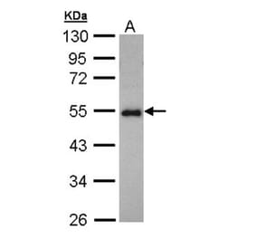 CCDC83 antibody from Signalway Antibody (22727) - Antibodies.com