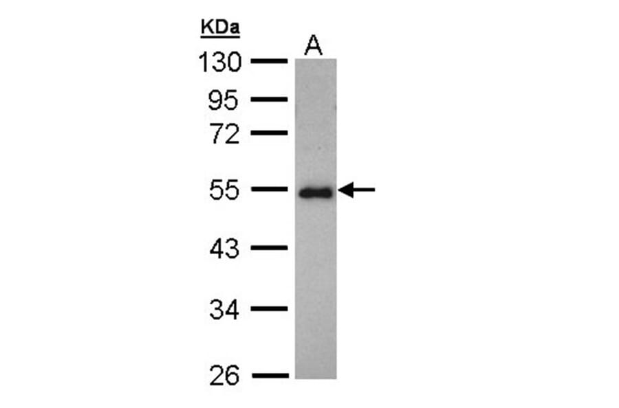 CCDC83 antibody from Signalway Antibody (22727) - Antibodies.com