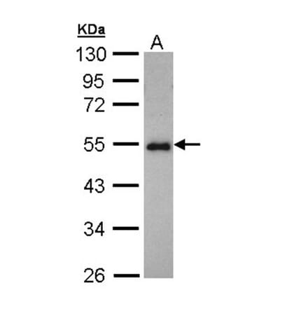 CCDC83 antibody from Signalway Antibody (22727) - Antibodies.com