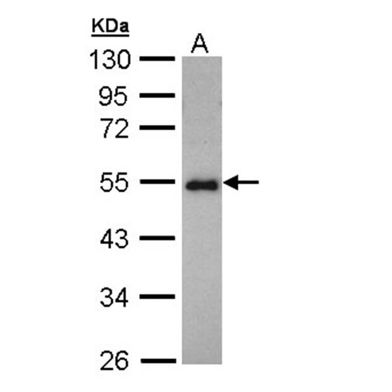 CCDC83 antibody from Signalway Antibody (22727) - Antibodies.com