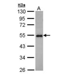 CCDC83 antibody from Signalway Antibody (22727) - Antibodies.com