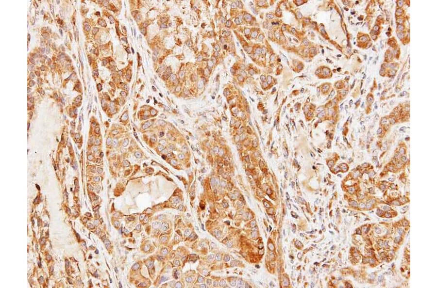 Immunohistochemistry - CCDC83 antibody from Signalway Antibody (22727) - Antibodies.com