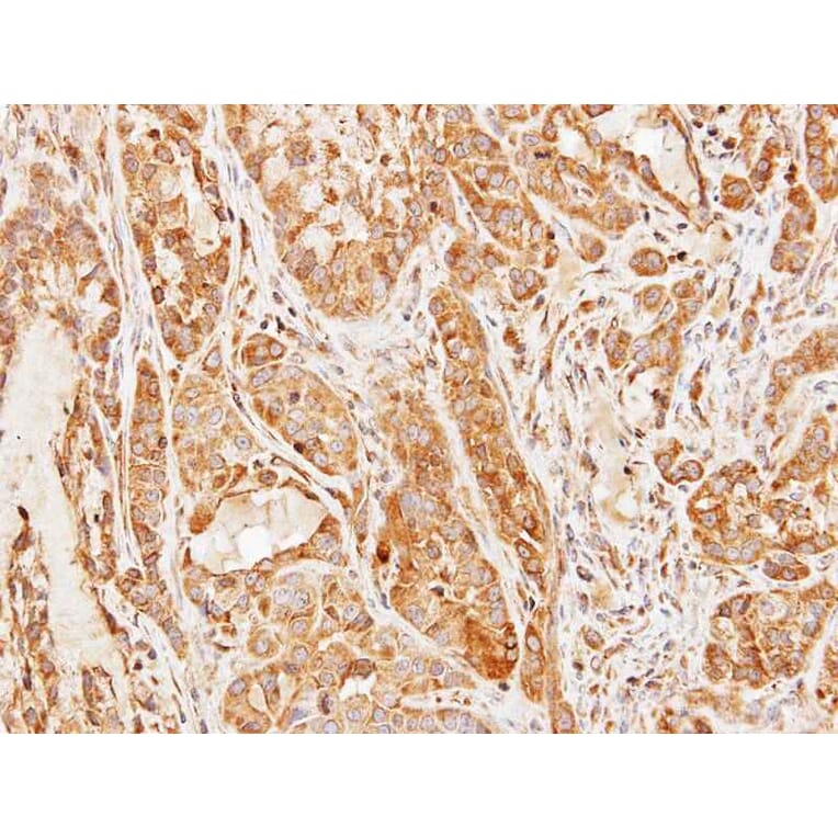 Immunohistochemistry - CCDC83 antibody from Signalway Antibody (22727) - Antibodies.com