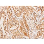 Immunohistochemistry - CCDC83 antibody from Signalway Antibody (22727) - Antibodies.com