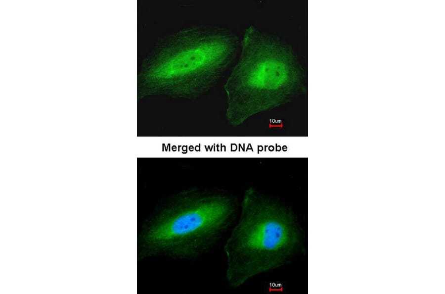 Immunofluorescence - CCDC83 antibody from Signalway Antibody (22727) - Antibodies.com
