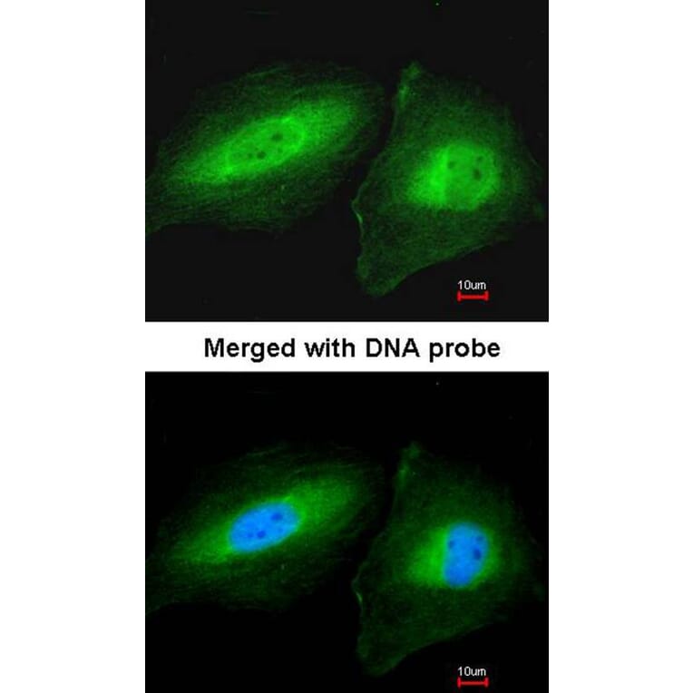 Immunofluorescence - CCDC83 antibody from Signalway Antibody (22727) - Antibodies.com