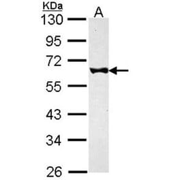 FKBP52 antibody from Signalway Antibody (22755) - Antibodies.com
