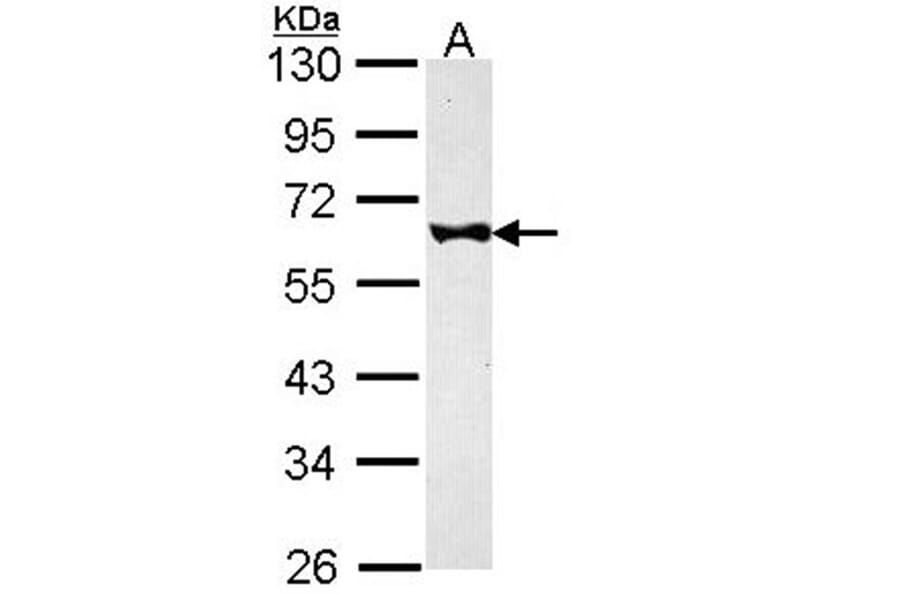 FKBP52 antibody from Signalway Antibody (22755) - Antibodies.com