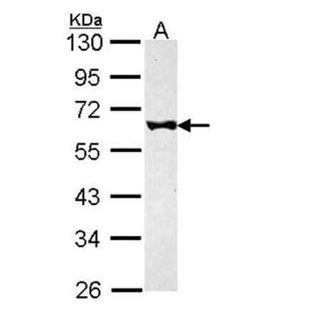 FKBP52 antibody from Signalway Antibody (22755) - Antibodies.com