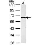 FKBP52 antibody from Signalway Antibody (22755) - Antibodies.com