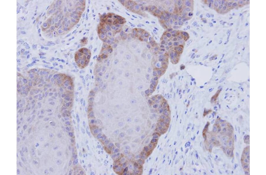 Immunohistochemistry - FKBP52 antibody from Signalway Antibody (22755) - Antibodies.com