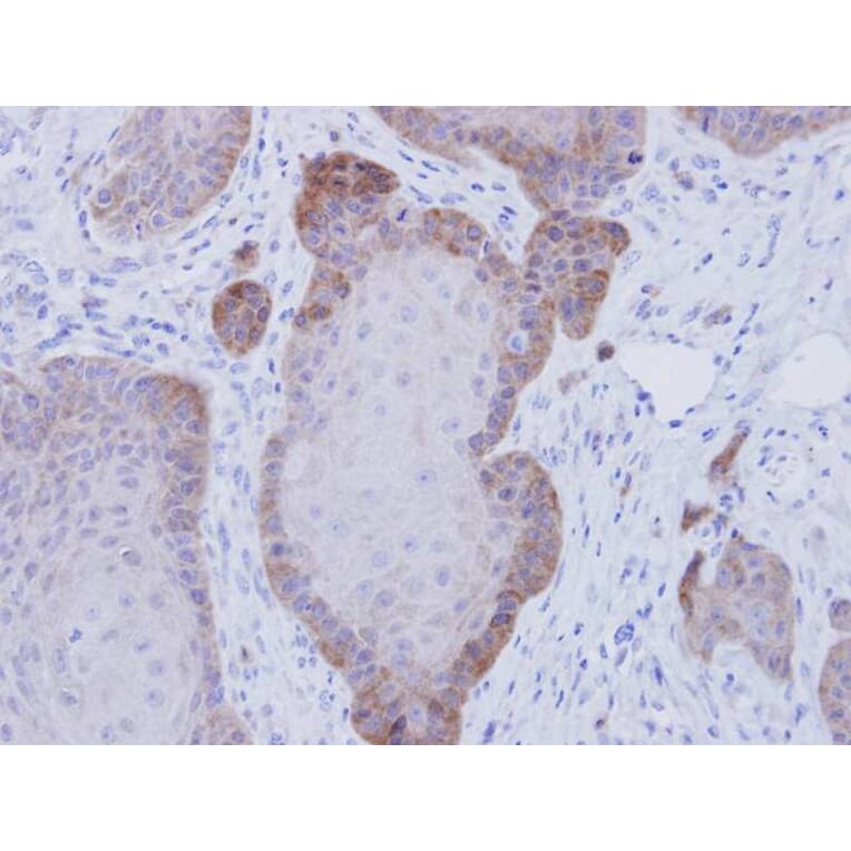 Immunohistochemistry - FKBP52 antibody from Signalway Antibody (22755) - Antibodies.com