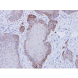 Immunohistochemistry - FKBP52 antibody from Signalway Antibody (22755) - Antibodies.com