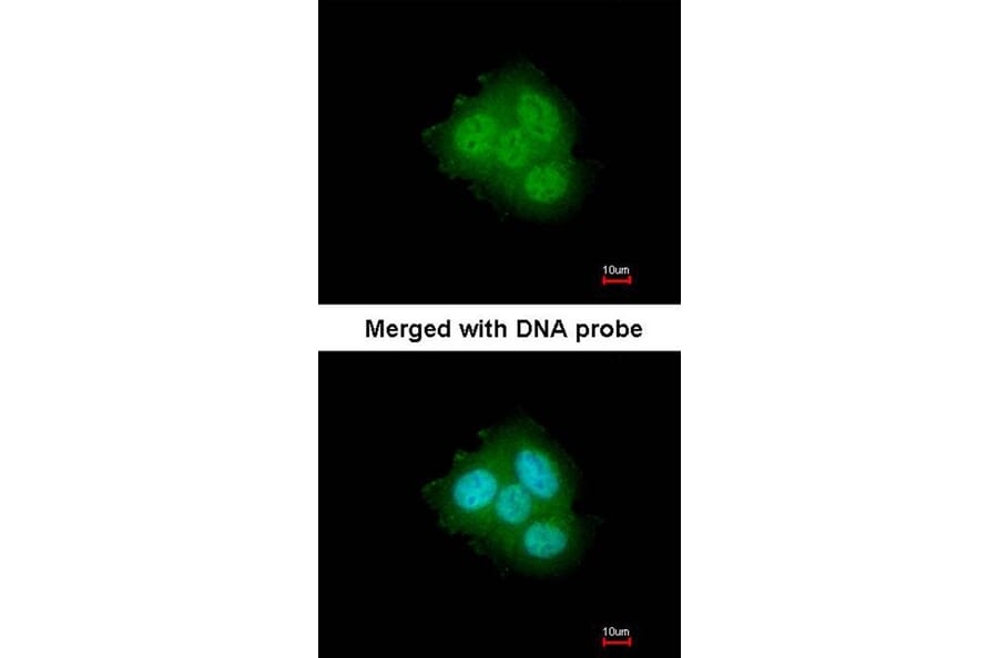 Immunofluorescence - FKBP52 antibody from Signalway Antibody (22755) - Antibodies.com