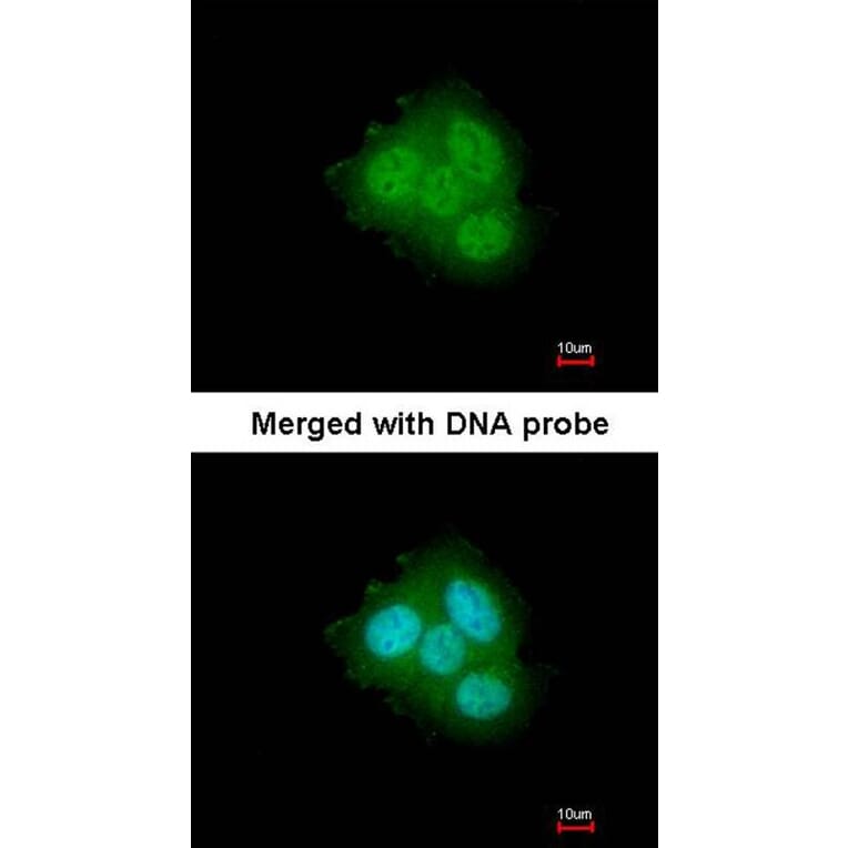 Immunofluorescence - FKBP52 antibody from Signalway Antibody (22755) - Antibodies.com