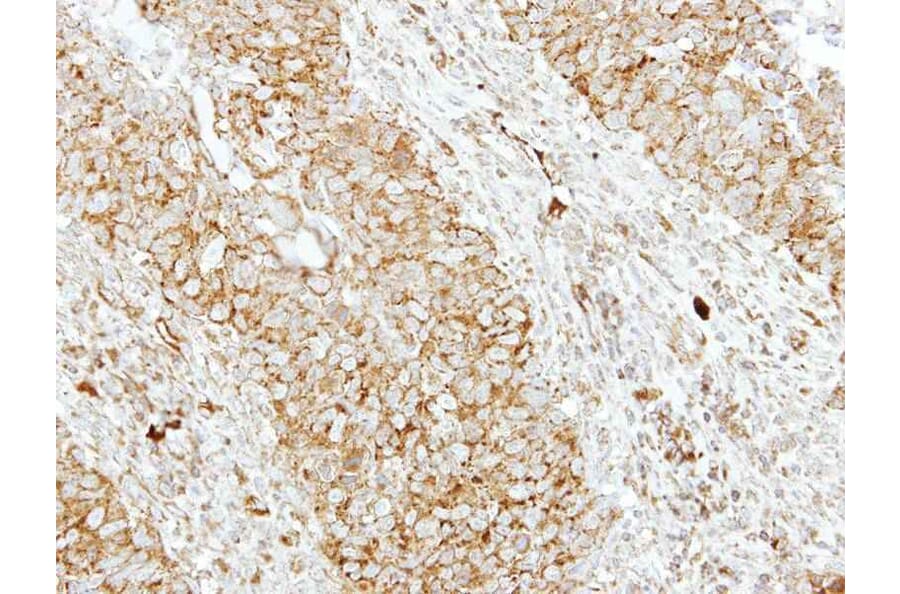 Immunohistochemistry - SH3GL1 antibody from Signalway Antibody (22759) - Antibodies.com
